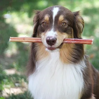 12" Jumbo Bully Stick