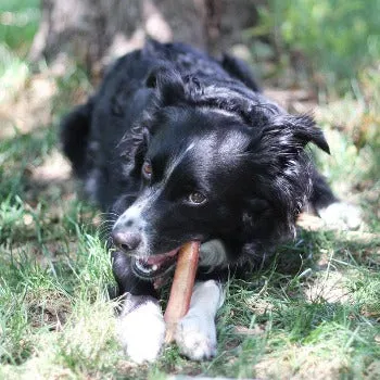 12" Jumbo Bully Stick