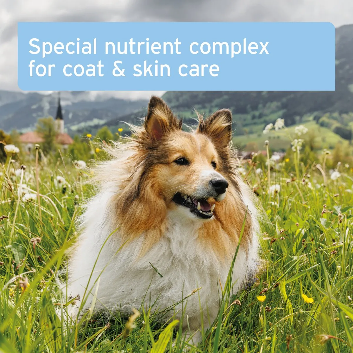 Aniforte® plus Coat & Skin