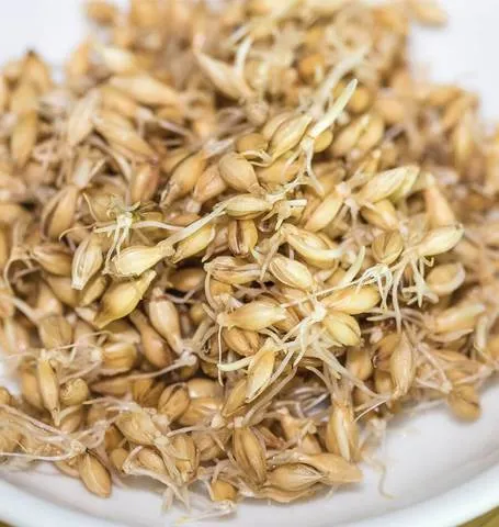 Barley Sprouts