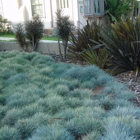 Blue Fescue Grass