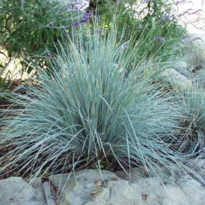 Blue Fescue Grass