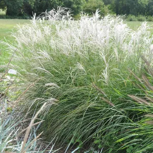 Dwarf Maiden Grass 'Little Kitten'