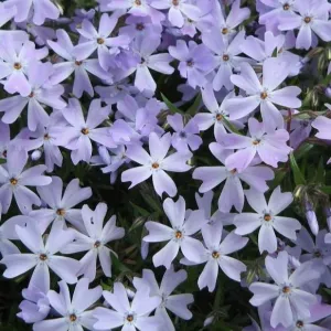 Emerald Blue Creeping Phlox