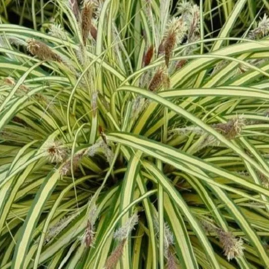 Evergold Sedge