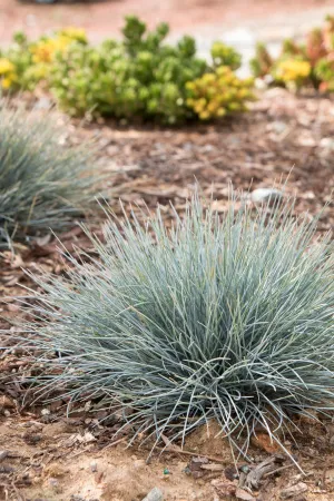 Grass: 'Elijah Blue Fescue' - 1g (BR)