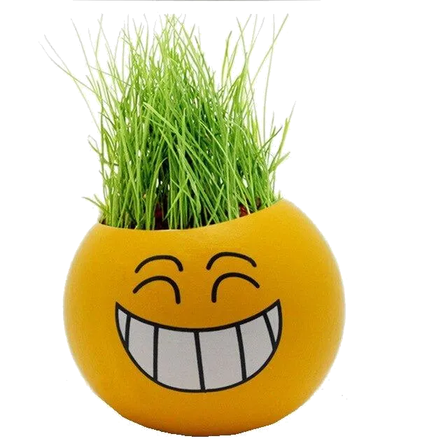 Growing Your Own Grass Heads 2 types, smiley and original