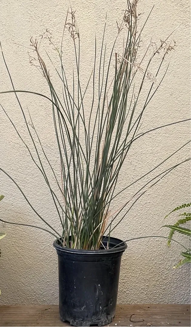 Juncus textilis (Basket Rush)