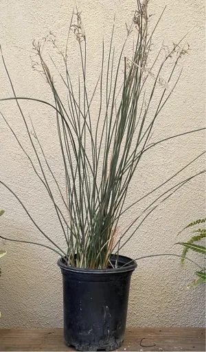 Juncus textilis (Basket Rush)