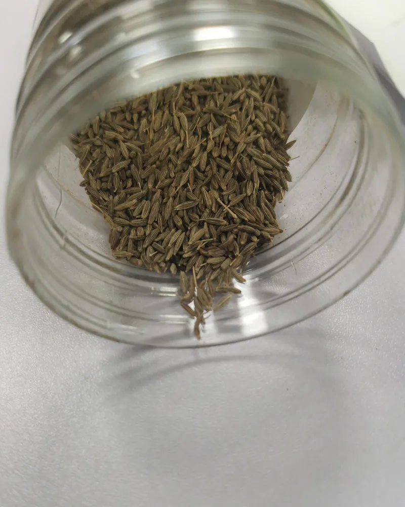 Kyushu plant seeds, planted on the soil and watered can grow, the back garden grass seeds