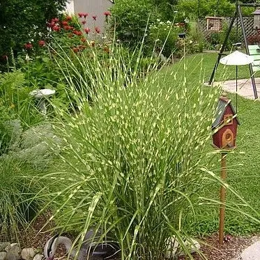 Little Zebra Miscanthus Maiden Grass