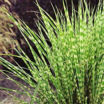 Little Zebra Miscanthus Maiden Grass