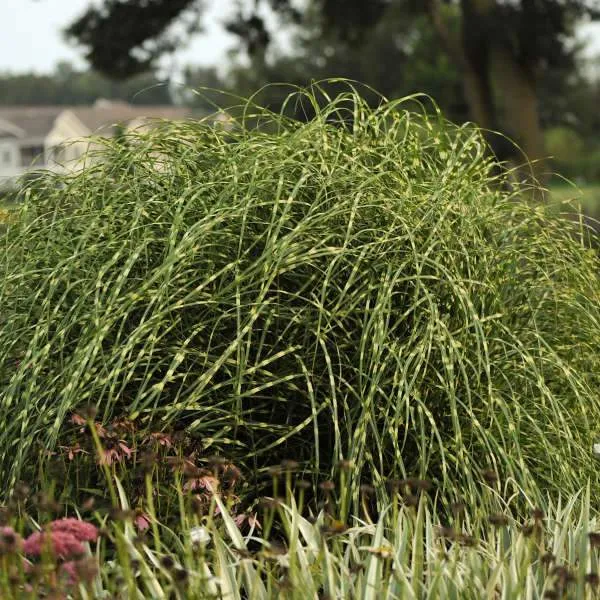 Little Zebra Miscanthus Maiden Grass