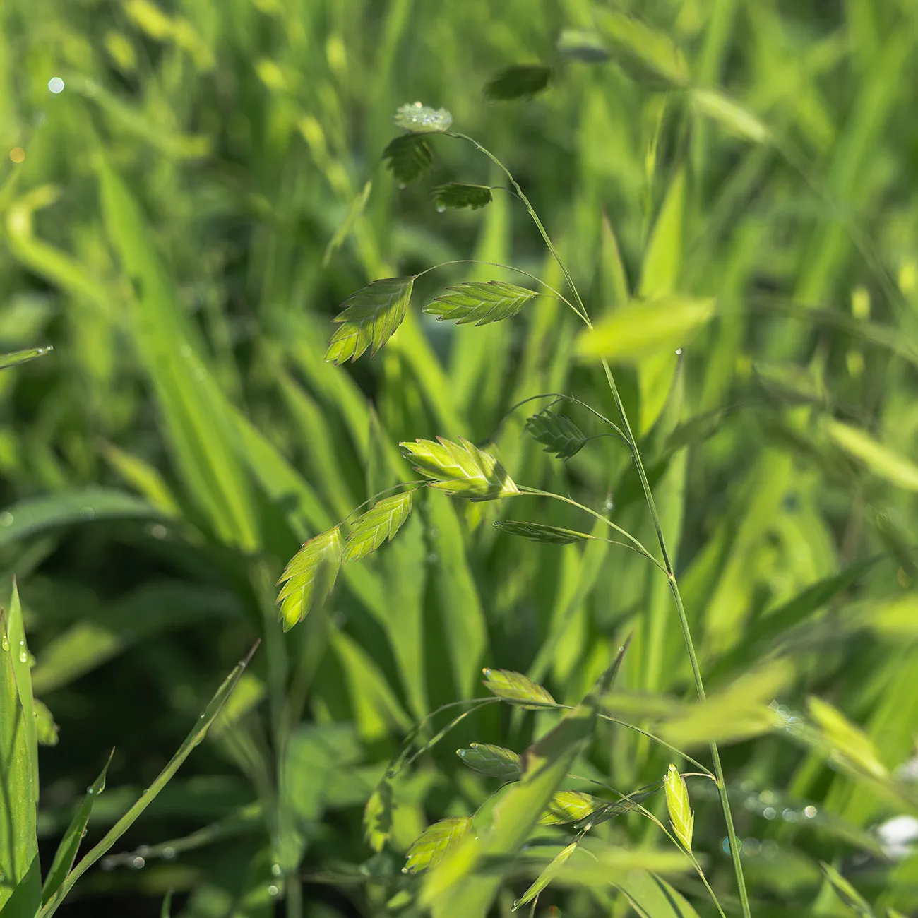 Northern Sea Oats Grass