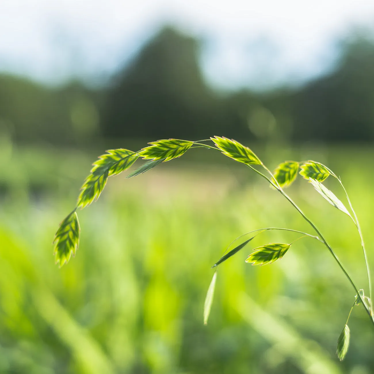 Northern Sea Oats Grass