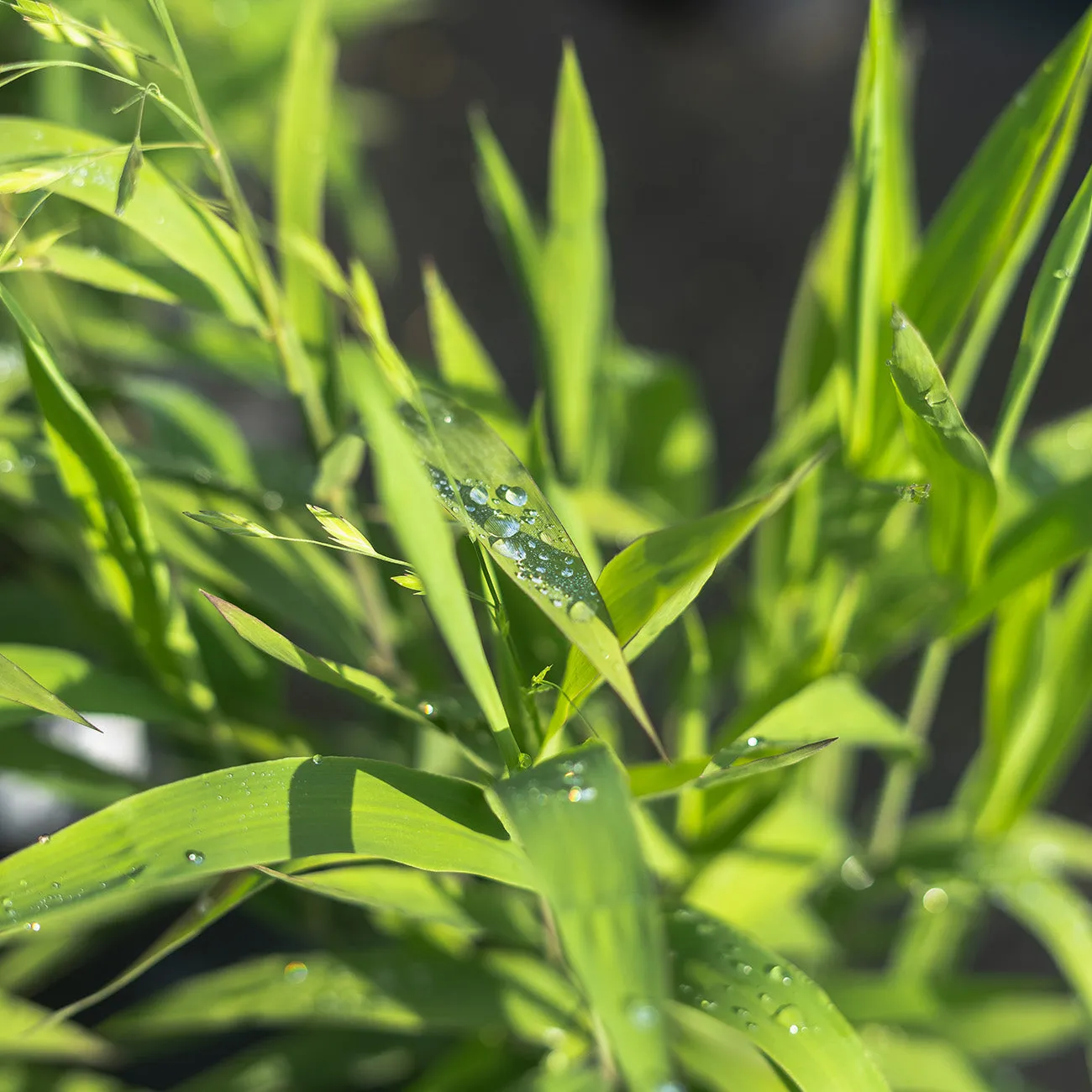 Northern Sea Oats Grass