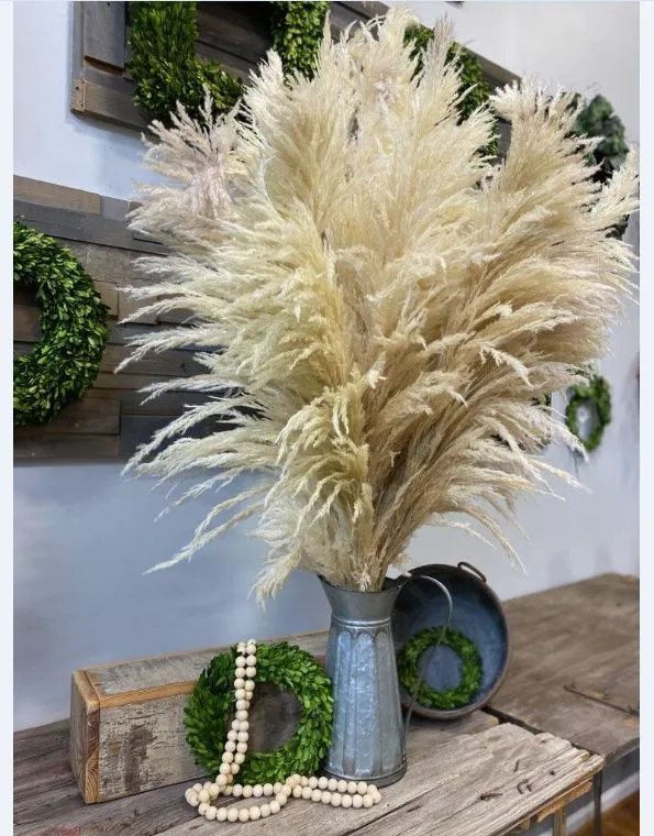 PAMPAS GRASS NATURAL