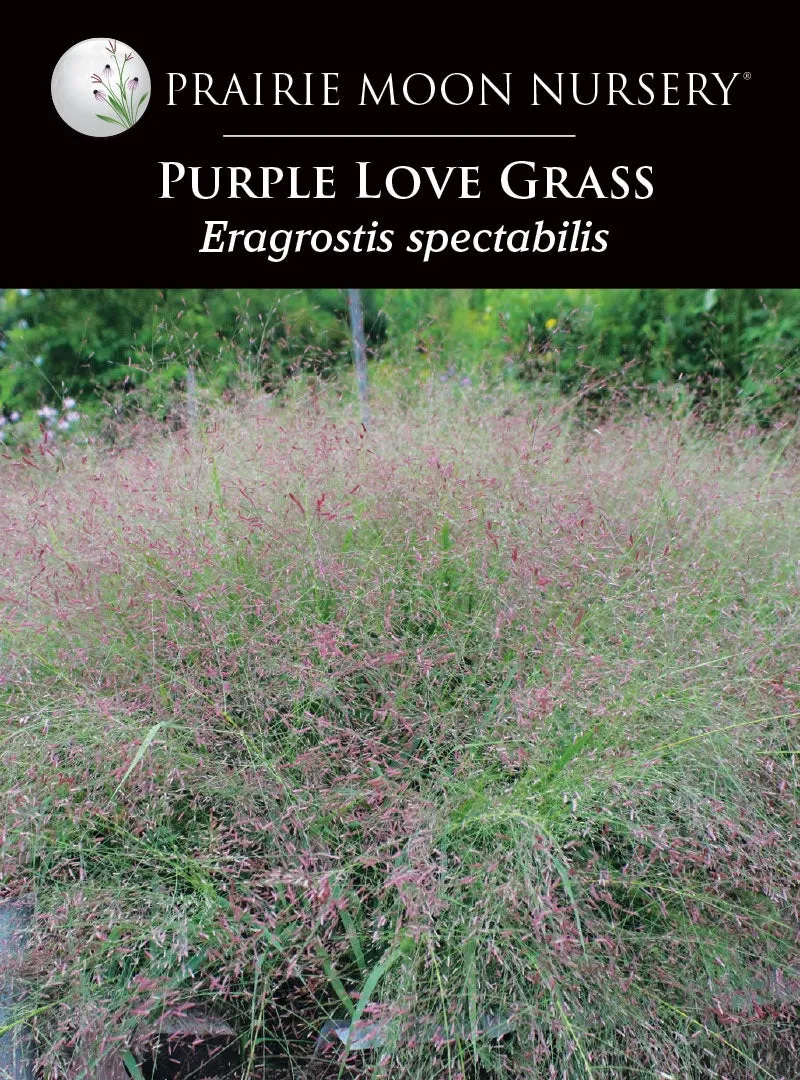 Purple Love Grass (Eragrostis spectabilis) Seeds - Prairie Moon Nursery