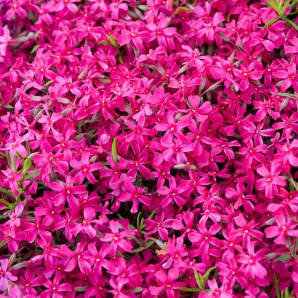 Red Wings Creeping Phlox