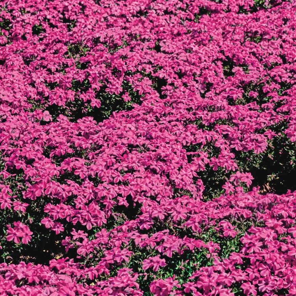 Red Wings Creeping Phlox