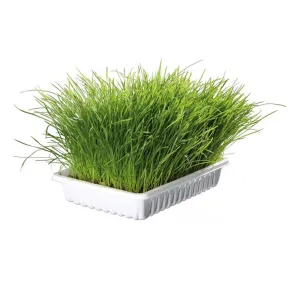 Trixie | Natural Cat Enrichment | Soft Grass Seed Bowl - 100g