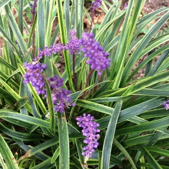 Variegated Liriope