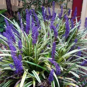 Variegated Liriope