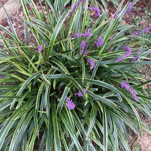 Variegated Liriope