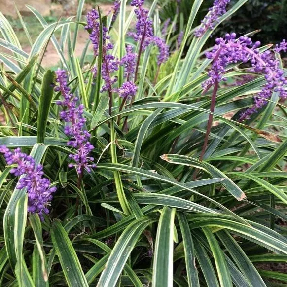 Variegated Liriope