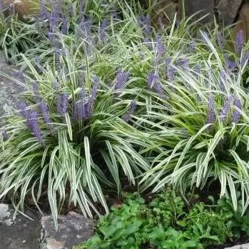 Variegated Liriope